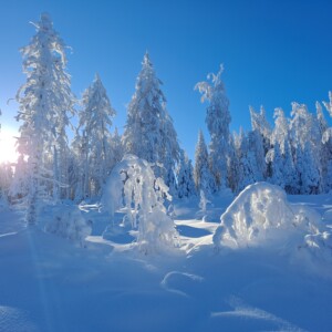 Snowy forest landscape with blue sky and sun shining