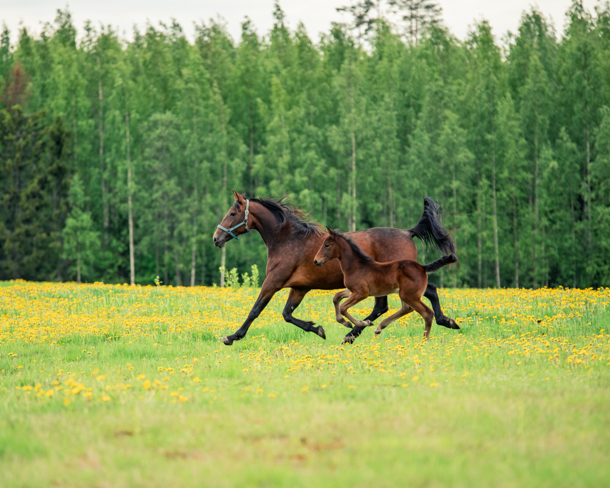 Hevonen ja varsa juoksevat laitumella