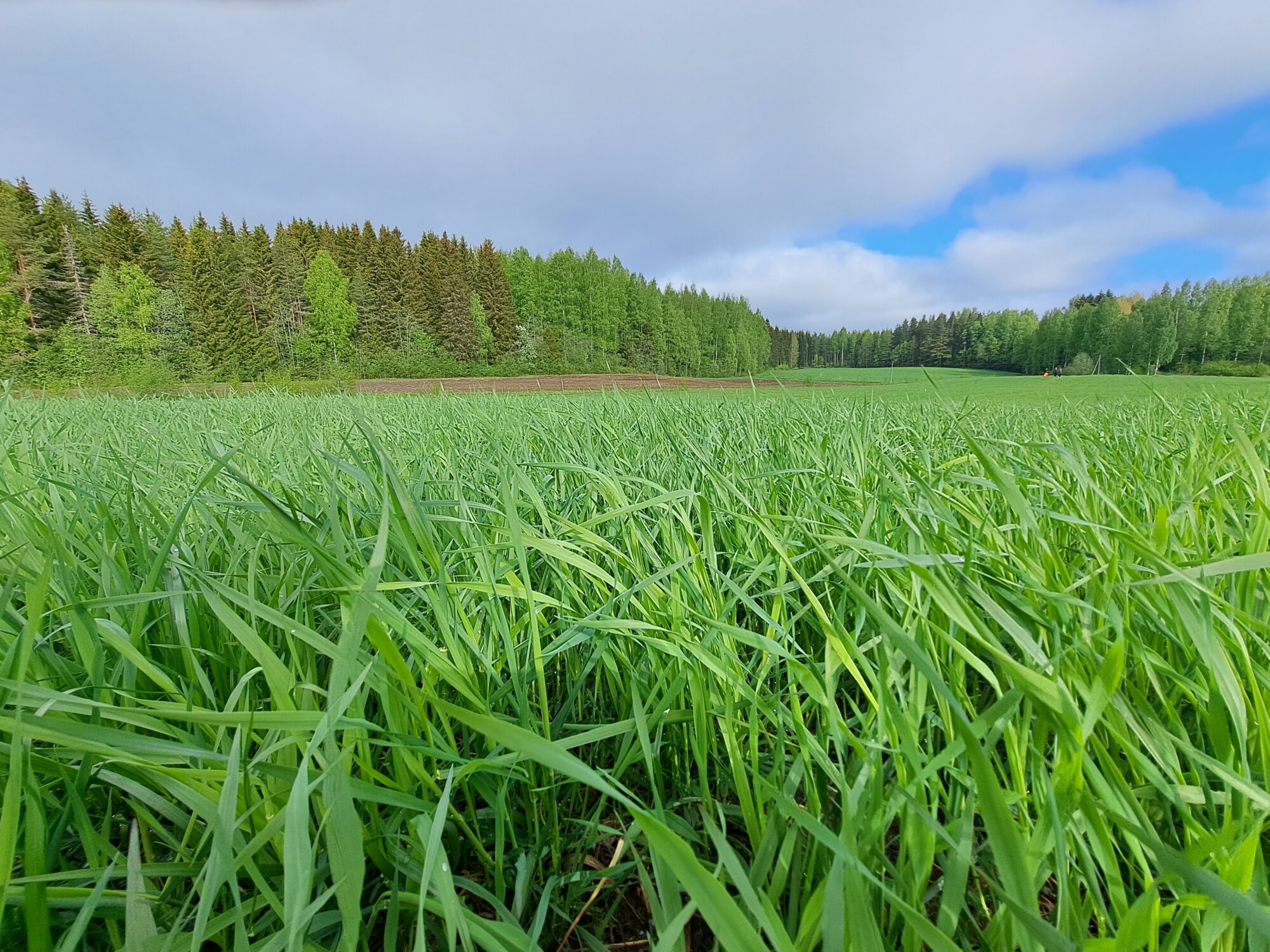 Nurmikasvustoa pellolla.