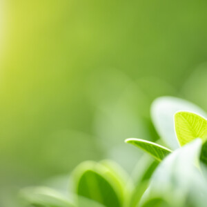 Close up of nature view green leaf on blurred greenery background under sunlight with bokeh and copy space using as background natural plants landscape, ecology wallpaper concept.