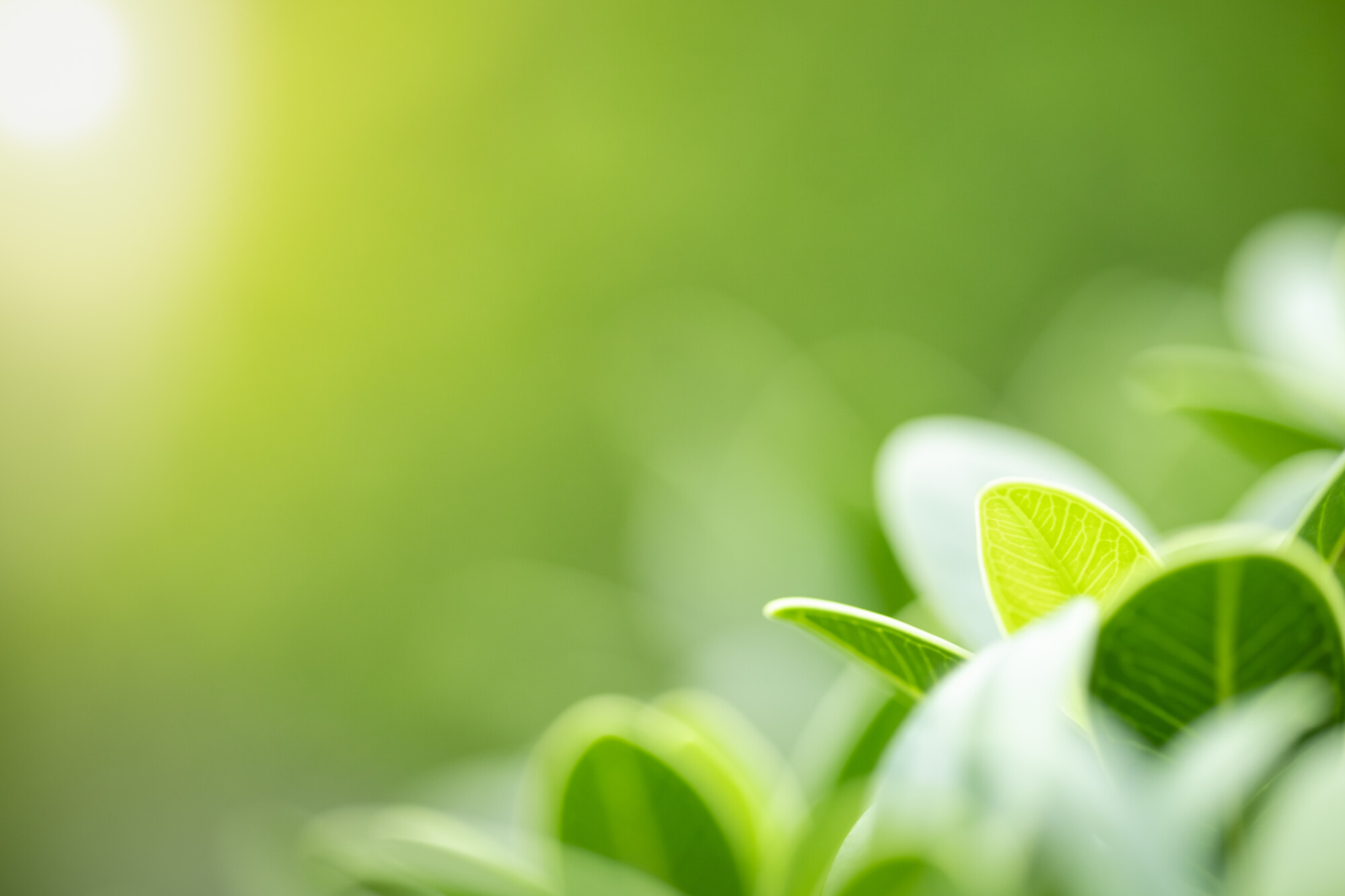 Close up of nature view green leaf on blurred greenery background under sunlight with bokeh and copy space using as background natural plants landscape, ecology wallpaper concept.